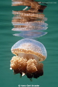 Jellyfish
Togean Islands, Jellyfishlake
Nikon D 300 S, ... by Hans-Gert Broeder 